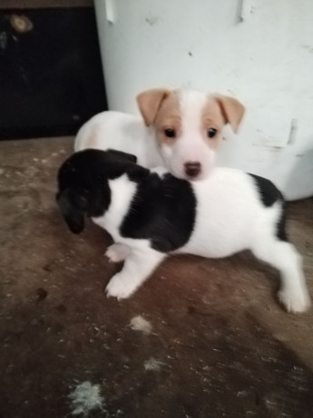 miniature-jack-russell-pups-big-0