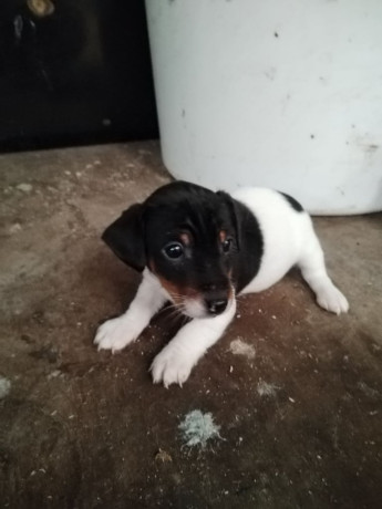 miniature-jack-russell-pups-big-2