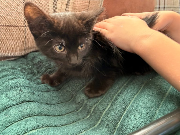 kittens-for-sale-big-3