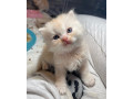 ragdoll-x-persian-small-3