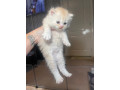 ragdoll-x-persian-small-4