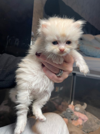 ragdoll-x-persian-big-1