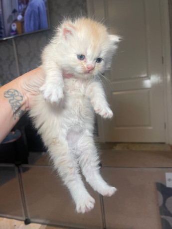 ragdoll-x-persian-big-4