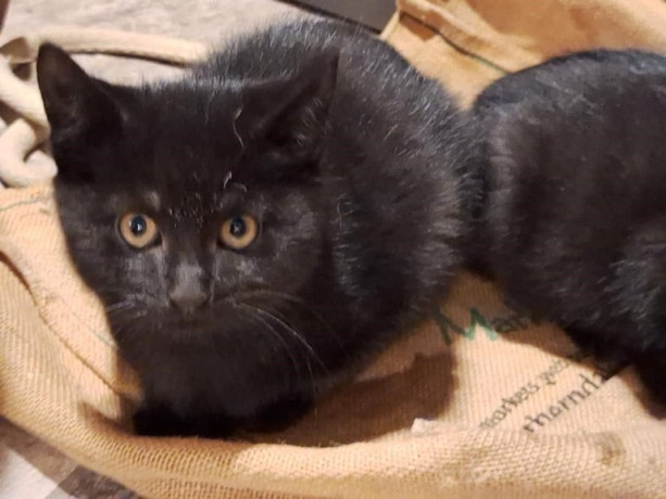 4-beautiful-kittens-ready-for-a-new-home-big-3