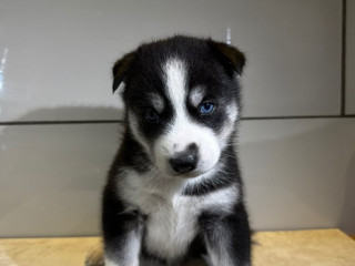 husky-puppies-for-sale