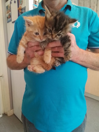 reserved-two-kittens-both-male-one-ginger-champagne-white-one-dark-cashmere-half-bengal-big-0