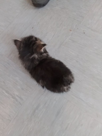 reserved-two-kittens-both-male-one-ginger-champagne-white-one-dark-cashmere-half-bengal-big-2