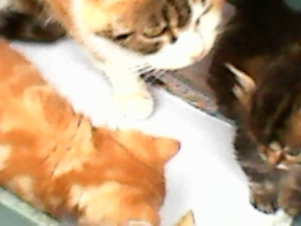 reserved-two-kittens-both-male-one-ginger-champagne-white-one-dark-cashmere-half-bengal-big-3