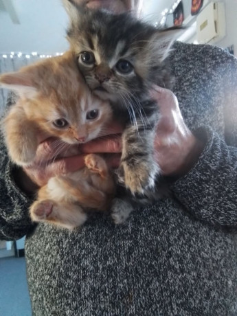 reserved-two-kittens-both-male-one-ginger-champagne-white-one-dark-cashmere-half-bengal-big-4