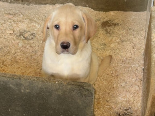 1-yellow-girl-left-top-bred-lab-pups