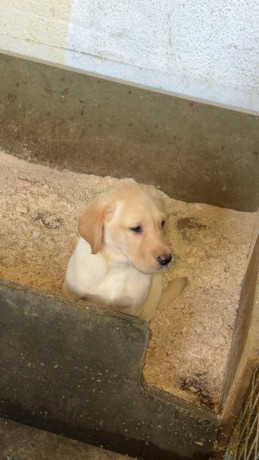 1-yellow-girl-left-top-bred-lab-pups-big-1