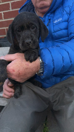 1-yellow-girl-left-top-bred-lab-pups-big-2