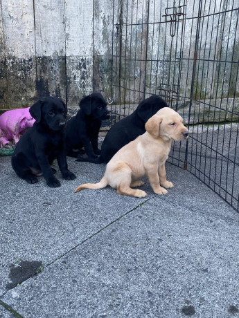1-yellow-girl-left-top-bred-lab-pups-big-4