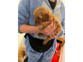 3-gorgeous-cavapoo-puppies-small-1