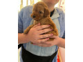 3-gorgeous-cavapoo-puppies-small-3