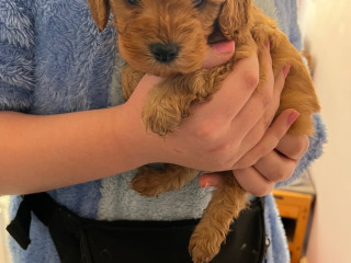 3-gorgeous-cavapoo-puppies