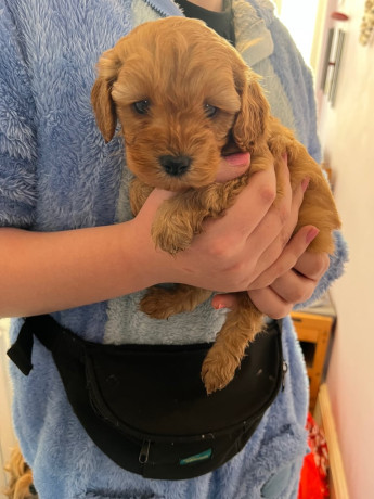 3-gorgeous-cavapoo-puppies-big-0