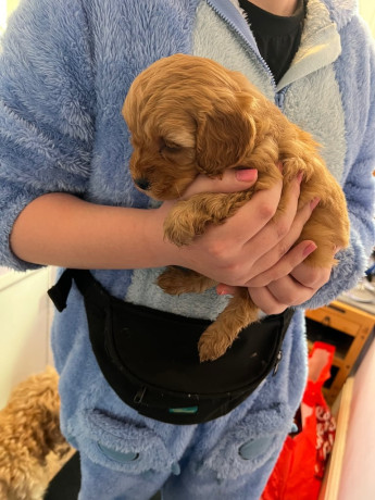 3-gorgeous-cavapoo-puppies-big-1