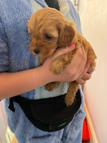 3-gorgeous-cavapoo-puppies-big-2