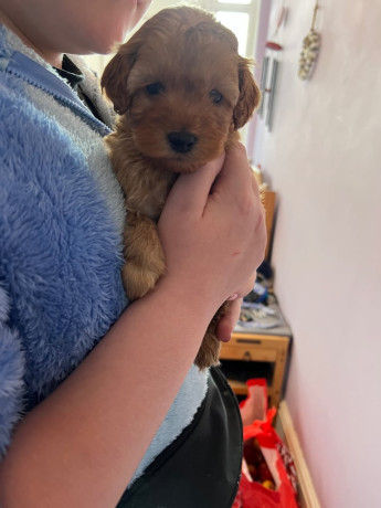 3-gorgeous-cavapoo-puppies-big-4