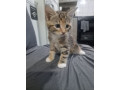 tabby-kittens-small-3