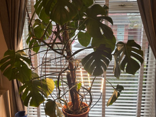 very-large-cheese-plant