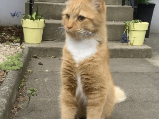 missing-ginger-cat-bellshill