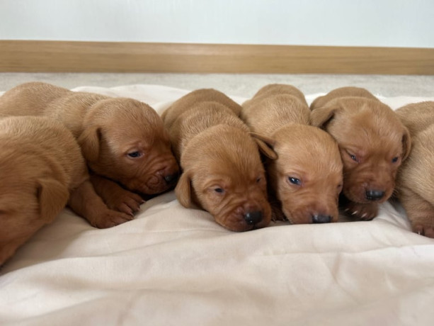 fox-red-labrador-big-2