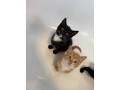 available-now-kittens-looking-for-their-forever-homes-2-remaining-small-0