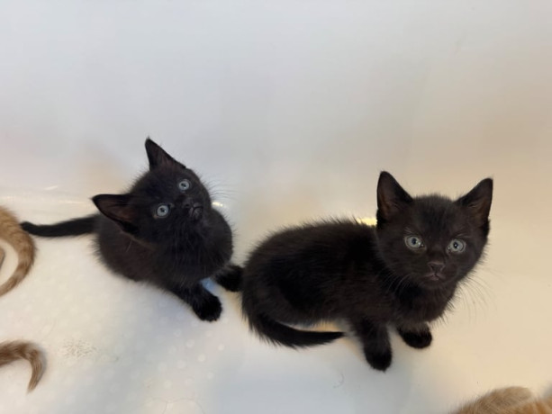 available-now-kittens-looking-for-their-forever-homes-2-remaining-big-2