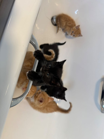 available-now-kittens-looking-for-their-forever-homes-2-remaining-big-4