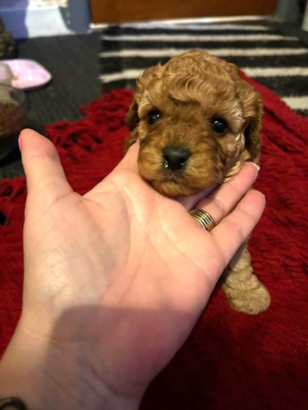 cute-cavapoo-puppies-1-boy-and-1-girl-big-0