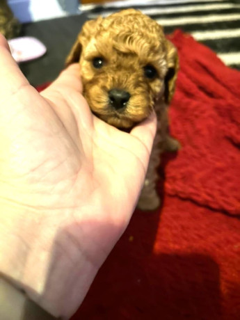 cute-cavapoo-puppies-1-boy-and-1-girl-big-1