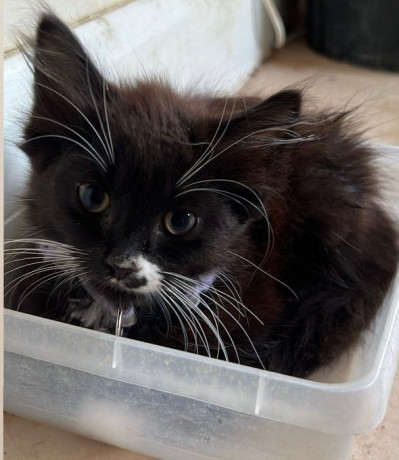 adorable-socialized-kittens-looking-for-their-forever-homes-ps50-each-big-0