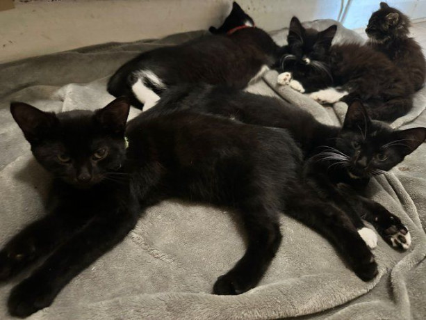 adorable-socialized-kittens-looking-for-their-forever-homes-ps50-each-big-2