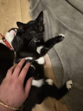 adorable-socialized-kittens-looking-for-their-forever-homes-ps50-each-big-4