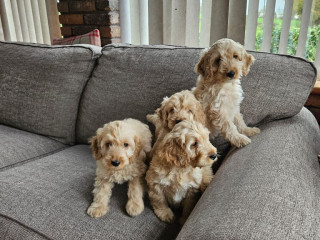 cockerpoo-puppies-for-sale