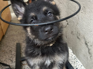 stunning-german-shepherd-puppies