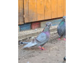 iranian-serbian-pakistani-pigeon-small-1