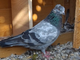 iranian-serbian-pakistani-pigeon