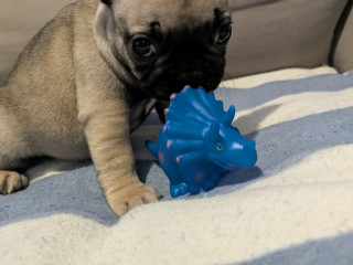 french-bulldog-puppies