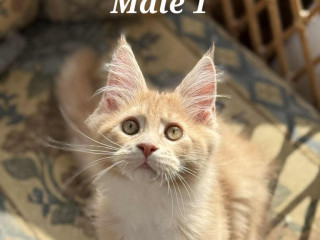 ready-now-xxl-purebred-pedigree-tica-maine-coon-kittens