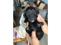 cavapoo-puppies-for-sale-4-weeks-old-small-3