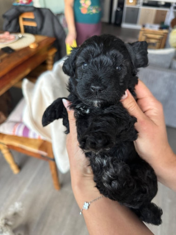cavapoo-puppies-for-sale-4-weeks-old-big-0