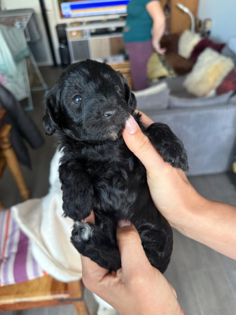 cavapoo-puppies-for-sale-4-weeks-old-big-4