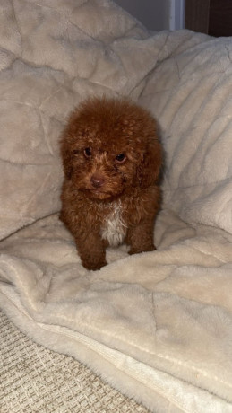 beautiful-miniature-poodles-big-1