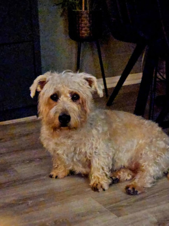 glen-of-imaal-terrier-big-3