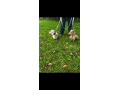 miniature-dachsunds-small-3