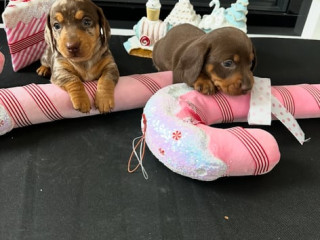 miniature-dachsunds