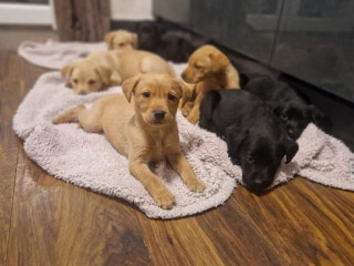 kc-registered-labrador-puppies
